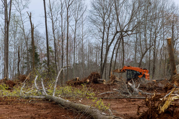 Best Emergency Tree Removal  in Whitehorn Cove, OK