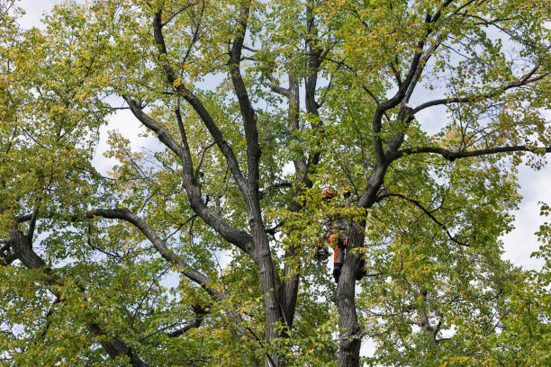 Best Stump Grinding and Removal  in Whitehorn Cove, OK